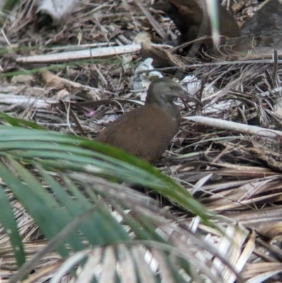 Gallirallus sylvestris (Lord Howe Woodhen) at Lord Howe Island, NSW - 21 Oct 2023 by Darcy