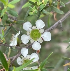 Leptospermum sp. (Tea Tree) at Bruce, ACT - 22 Nov 2023 by JVR