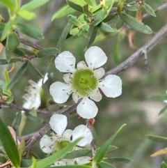 Leptospermum sp. (Tea Tree) at Bruce Ridge to Gossan Hill - 22 Nov 2023 by JVR