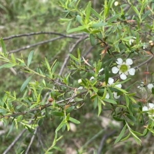 Leptospermum sp. at Bruce Ridge to Gossan Hill - 23 Nov 2023