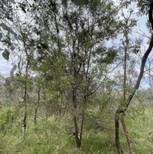 Leptospermum sp. at Bruce Ridge to Gossan Hill - 23 Nov 2023