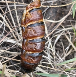 Hepialidae (family) IMMATURES at Bruce Ridge to Gossan Hill - 23 Nov 2023