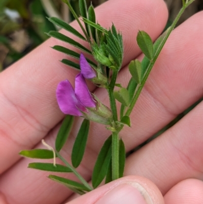 Vicia sativa (Common Vetch) at Lord Howe Island, NSW - 21 Oct 2023 by Darcy