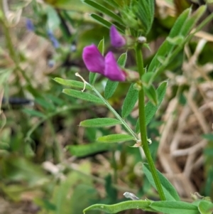 Vicia sativa at Lord Howe Island, NSW - 22 Oct 2023 09:44 AM