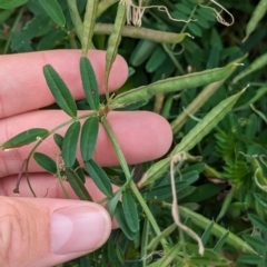 Vicia sativa at Lord Howe Island, NSW - 22 Oct 2023