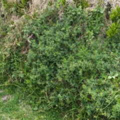 Vicia sativa at Lord Howe Island, NSW - 22 Oct 2023 09:44 AM