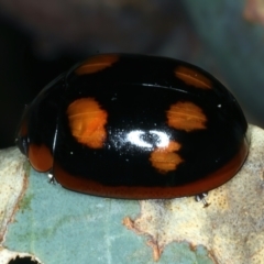 Paropsisterna beata (Blessed Leaf Beetle) at Mount Ainslie - 30 Dec 2022 by jb2602