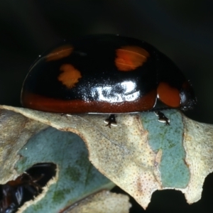 Paropsisterna beata at Mount Ainslie - 30 Dec 2022 05:59 PM