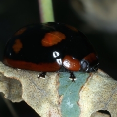 Paropsisterna beata at Mount Ainslie - 30 Dec 2022 05:59 PM