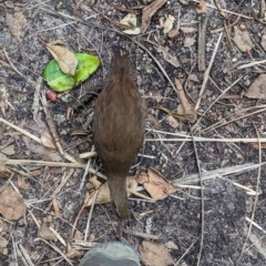 Gallirallus sylvestris (Lord Howe Woodhen) at Lord Howe Island - 21 Oct 2023 by Darcy