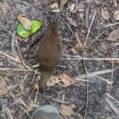 Hypotaenidia sylvestris at Lord Howe Island - 22 Oct 2023