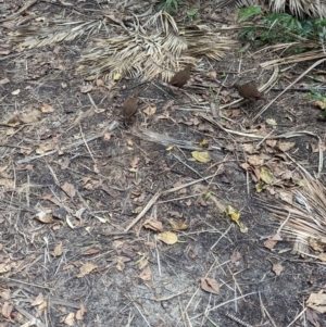 Hypotaenidia sylvestris at Lord Howe Island - 22 Oct 2023