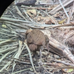 Hypotaenidia sylvestris at Lord Howe Island - 22 Oct 2023