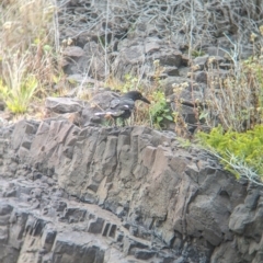 Strepera graculina crissalis (Lord Howe Pied Currawong) at Lord Howe Island, NSW - 21 Oct 2023 by Darcy