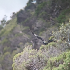 Strepera graculina crissalis at Lord Howe Island - 22 Oct 2023