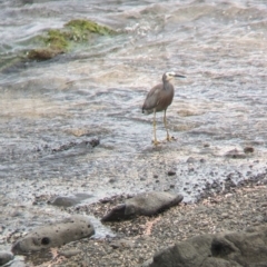 Egretta novaehollandiae (White-faced Heron) at Lord Howe Island - 21 Oct 2023 by Darcy