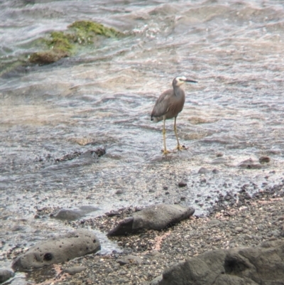 Egretta novaehollandiae (White-faced Heron) at Lord Howe Island - 22 Oct 2023 by Darcy