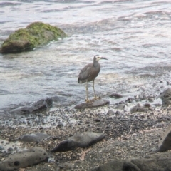 Egretta novaehollandiae at Lord Howe Island - 22 Oct 2023 10:11 AM