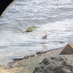 Egretta novaehollandiae at Lord Howe Island - 22 Oct 2023