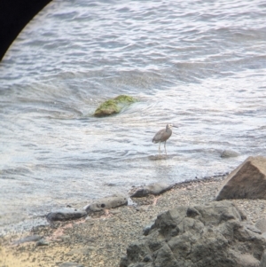 Egretta novaehollandiae at Lord Howe Island - 22 Oct 2023 10:11 AM
