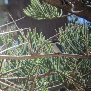 Todiramphus sanctus at Lord Howe Island - 22 Oct 2023 10:28 AM