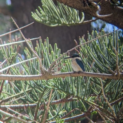 Todiramphus sanctus (Sacred Kingfisher) at Lord Howe Island - 22 Oct 2023 by Darcy