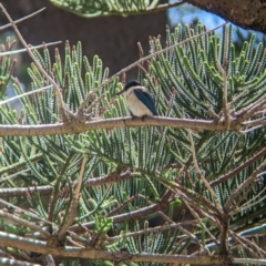 Todiramphus sanctus at Lord Howe Island - 22 Oct 2023 10:28 AM