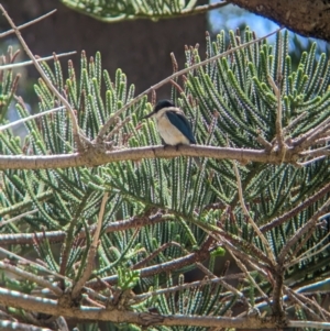 Todiramphus sanctus at Lord Howe Island - 22 Oct 2023 10:28 AM