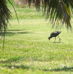 Porphyrio melanotus at Lord Howe Island - 22 Oct 2023 10:33 AM