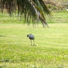 Porphyrio melanotus at Lord Howe Island - 22 Oct 2023 10:33 AM