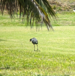 Porphyrio melanotus at Lord Howe Island - 22 Oct 2023 10:33 AM