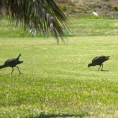 Porphyrio melanotus at Lord Howe Island - 22 Oct 2023