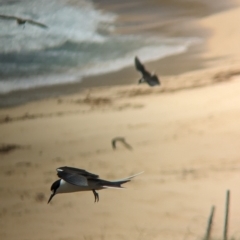 Onychoprion fuscatus (Sooty Tern) at Lord Howe Island - 22 Oct 2023 by Darcy