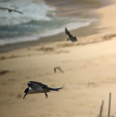 Onychoprion fuscatus (Sooty Tern) at Lord Howe Island, NSW - 21 Oct 2023 by Darcy