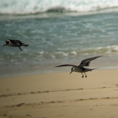 Onychoprion fuscatus at Lord Howe Island - 22 Oct 2023 10:44 AM