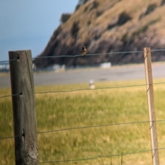 Hirundo neoxena at Lord Howe Island - 22 Oct 2023 10:57 AM