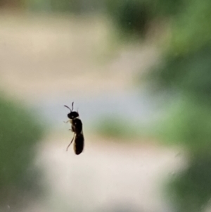 Euryglossinae (subfamily) at Aranda, ACT - 23 Nov 2023