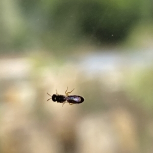 Euryglossinae (subfamily) at Aranda, ACT - 23 Nov 2023 10:58 AM