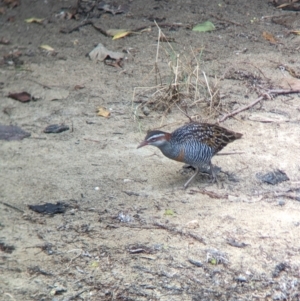 Gallirallus philippensis at Lord Howe Island - 22 Oct 2023