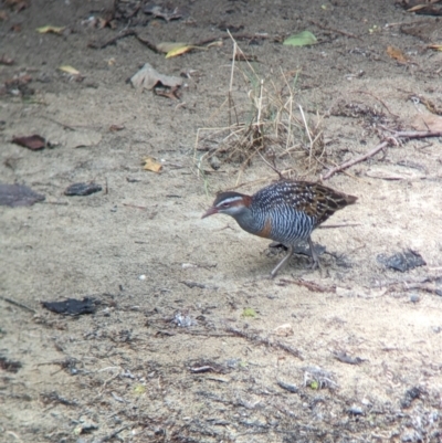 Gallirallus philippensis (Buff-banded Rail) at Lord Howe Island - 22 Oct 2023 by Darcy