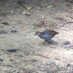 Gallirallus philippensis (Buff-banded Rail) at Lord Howe Island, NSW - 22 Oct 2023 by Darcy