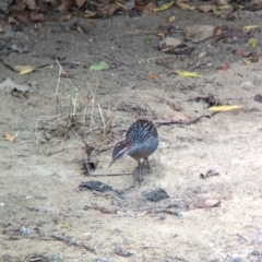 Gallirallus philippensis at Lord Howe Island - 22 Oct 2023 11:18 AM