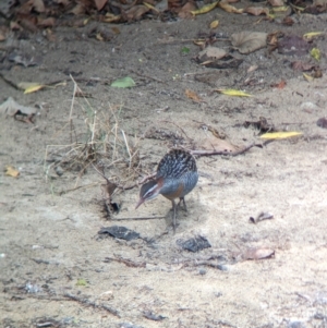 Gallirallus philippensis at Lord Howe Island - 22 Oct 2023