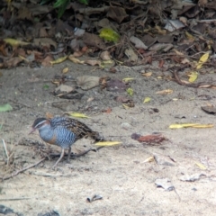 Gallirallus philippensis at Lord Howe Island - 22 Oct 2023 11:18 AM