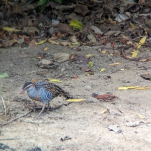 Gallirallus philippensis at Lord Howe Island - 22 Oct 2023