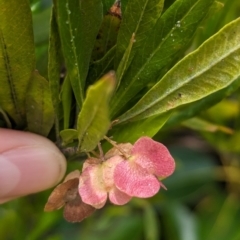 Dodonaea viscosa subsp. burmanniana (Hopwood) at Lord Howe Island - 22 Oct 2023 by Darcy