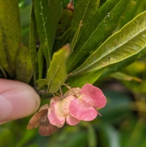 Dodonaea viscosa subsp. burmanniana at Lord Howe Island - 22 Oct 2023 11:18 AM