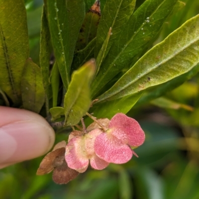 Dodonaea viscosa subsp. burmanniana (Hopwood) at Lord Howe Island - 22 Oct 2023 by Darcy