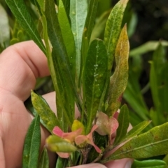 Dodonaea viscosa subsp. burmanniana at Lord Howe Island - 22 Oct 2023