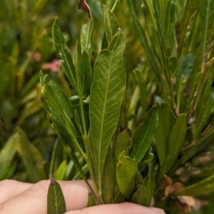 Dodonaea viscosa subsp. burmanniana at Lord Howe Island - 22 Oct 2023